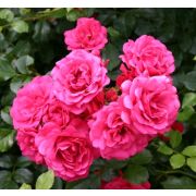 Роза Почвопокровная Роди Европа С4