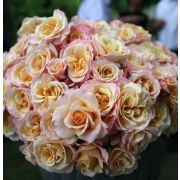 Роза О Хэппи Дэй ЧГ Кордес Европа С4