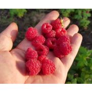 Малина Элегантная С2