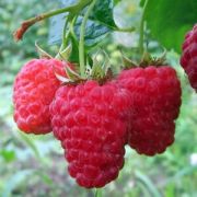 Малина Гордость России С2