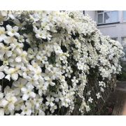 Клематис фаргезиодис Летний снег С1