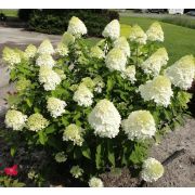 Гортензия метельчатая Литтл Лайм Р9