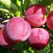 Слива Формоза С2