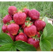 Земляника Хуан 1 шт осень