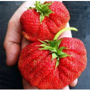 Земляника Гигантелла осень