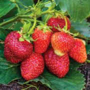 Земляника Даренка осень