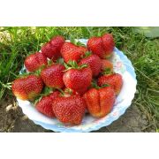 Земляника Лорд