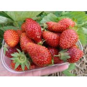 Земляника рем. Лидия Норвежская