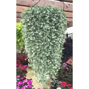 Дихондра Серебристый водопад 3шт Садовита