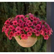 Петуния Изи Вэйв F1 Берри Велюр 5др ампельная PanAmerican/Садовита