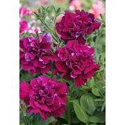 Петуния Дабл каскад F1 Бургунди 10др Садовита Ц
