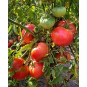 Томат Минусинский Розовый 20 шт(СамСем)