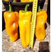 Перец Желтый великан 20шт (СамСем)