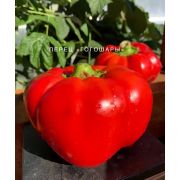 Перец Гогошары (СамСем)