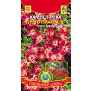 Камнеломка Пурпурмантель (Плазмас)