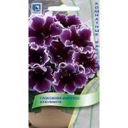 Глоксиния Импресс Блю Пикоти 5шт (Поиск)