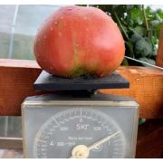 Томат Бычье сердце розовое 20шт (СамСем)