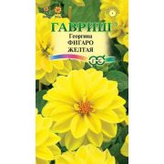 Георгина Фигаро желтая (ГШ)