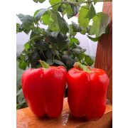 Перец Красный Бык 20шт (СамСем)