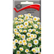 Хризантема Снегурочка 30шт (Поиск)