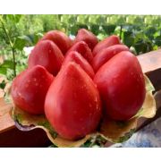 Томат Кардинал 20шт (СамСем)