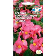 Бегония Аленка F1 (вечноцветущая, малиново-розовая) 0,1 г Седек