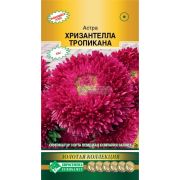 Астра Хризантелла Тропикана 5шт китайская (евросем)