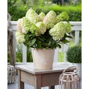 Гортензия Литтл Фрайз Р9 осень