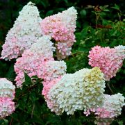 Гортензия метельчатая Литтл Блоссом Р9