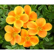 Курильский Чай Хоплейс Оранж Р9 (лапчатка) осень