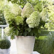 Гортензия метельчатая Литтл Фреско Р9