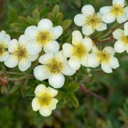 Курильский Чай Маккейс Вайт Р9 (лапчатка) осень