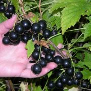 Смородина Валовая ОКС осень