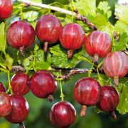 Крыжовник Колобок ОКС осень