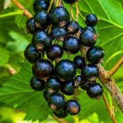 Смородина черная Сластена ОКС осень