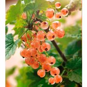 Смородина розовая Роза Чаир С3