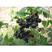 Смородина Черная Соболинка ОКС осень