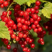 Смородина красная Уральская Красавица ОКС осень