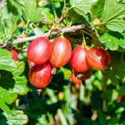 Крыжовник Машенька (Машека) ОКС осень