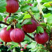 Крыжовник Консул (Сенатор) ОКС осень