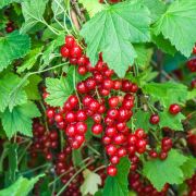 Смородина красная Андрейченко ОКС осень