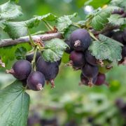 Крыжовник Черносливовый С3-4 ОКС