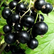 Смородина чёрная Сокровище ОКС осень