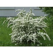 Спирея Ван-Гутта Ван Хотей Р9 осень