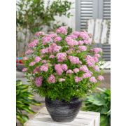 Спирея японская Литтл Принцесс Р9 осень