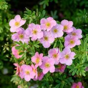 Курильский чай Пинк Принцесс (лапчатка) 0.8л