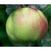 Яблоня карлик Приземленное 0,8л осень