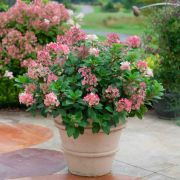 Гортензия Литтл Квик Файер Р9 осень