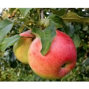 Яблоня карликовая Пластун ОКС осень