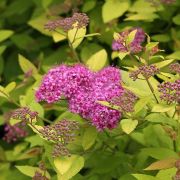 Спирея японская Голден Принцесс Р9 осень